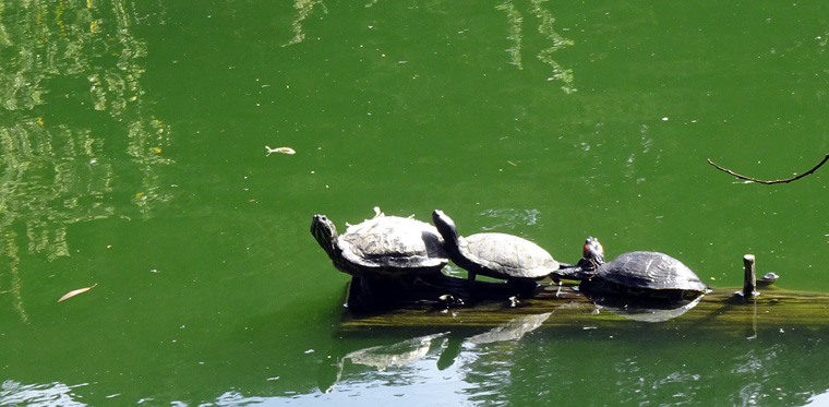 Turtles at GG Park