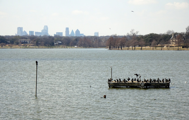 White Rock Lake City and Birds