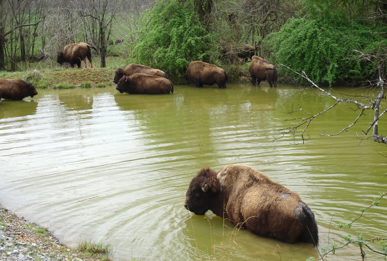 Bison Range