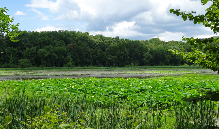 Wildwood Park Wetlands