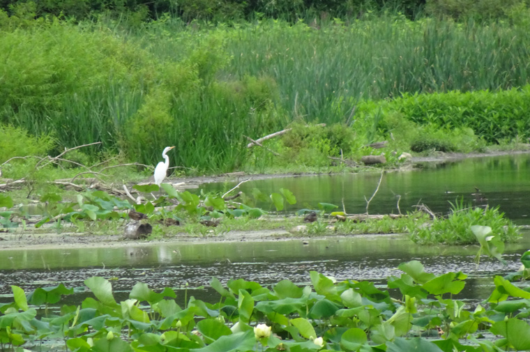 Wildwood park Nature