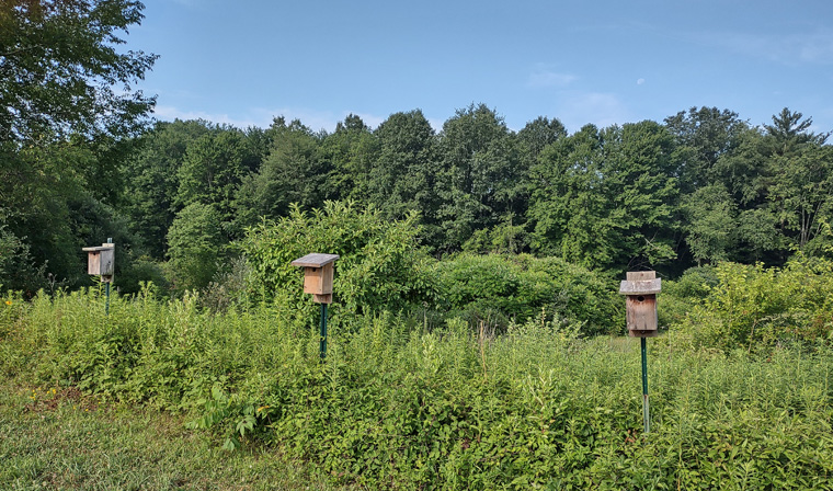 Wildwoods nesting boxes